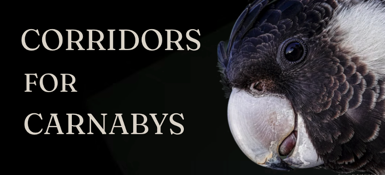 Corridors for Carnabys — Saving an icon
